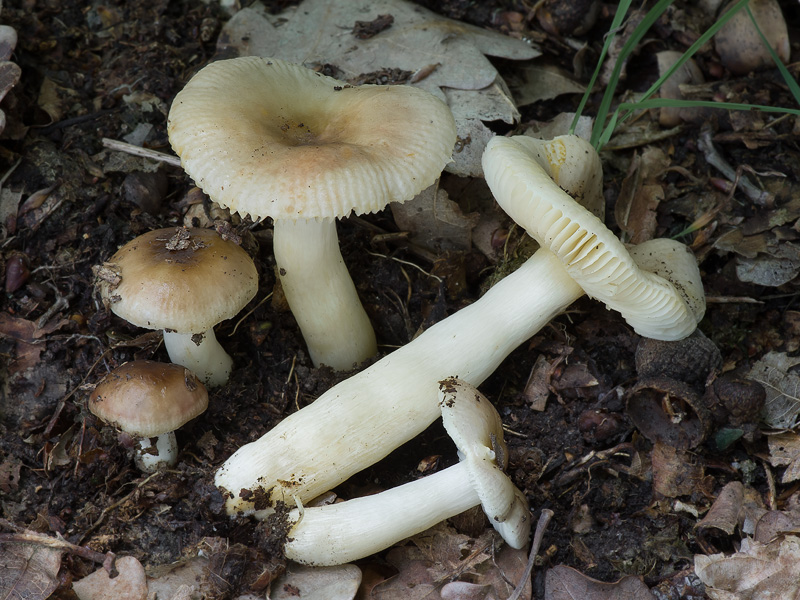 Russula puellaris